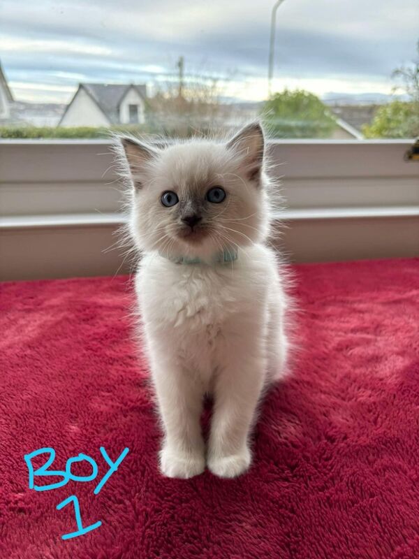 Ragdoll Kittens for sale in Tayport, Fife