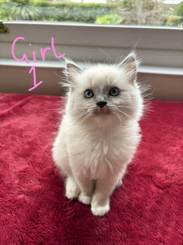 Ragdoll kittens for sale in Tayport, Fife – 9 months old - Image 2 of 3
