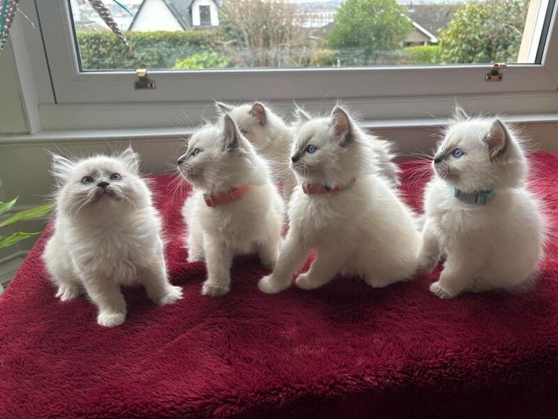 Ragdoll kittens for sale in Tayport, Fife – 9 months old - Image 3 of 3