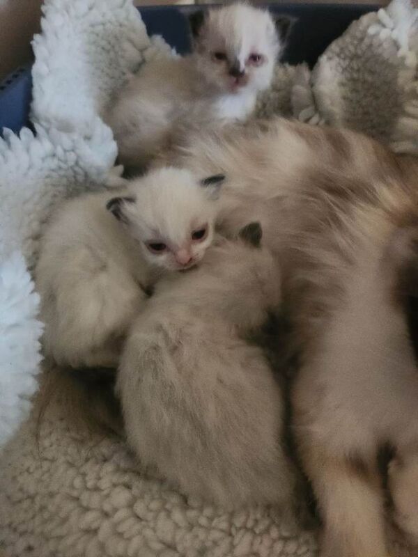 Ragdoll kittens available
