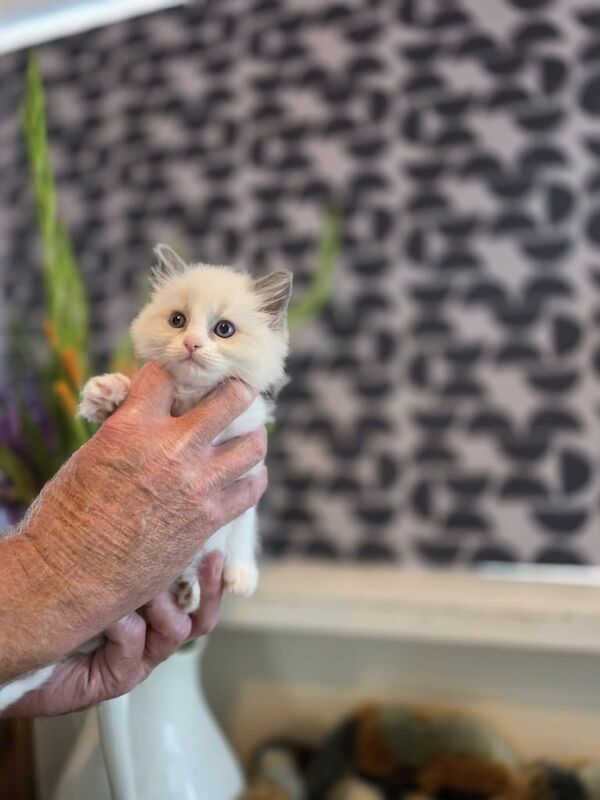 Ragdoll kittens for sale in Norwich, Norfolk – 7 weeks old - Image 2 of 3
