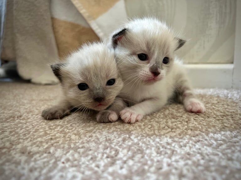 Ragdoll Kittens Available to Reserve for sale in Sheldon, West Midlands