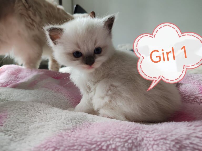 Ragdoll kittens - blue boy and two girls for sale in Aberdeen, City of Aberdeen