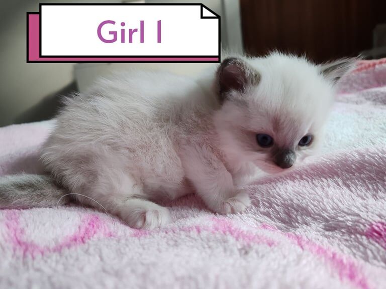 Ragdoll kittens - blue boy and two girls for sale in Aberdeen, City of Aberdeen | Image 2