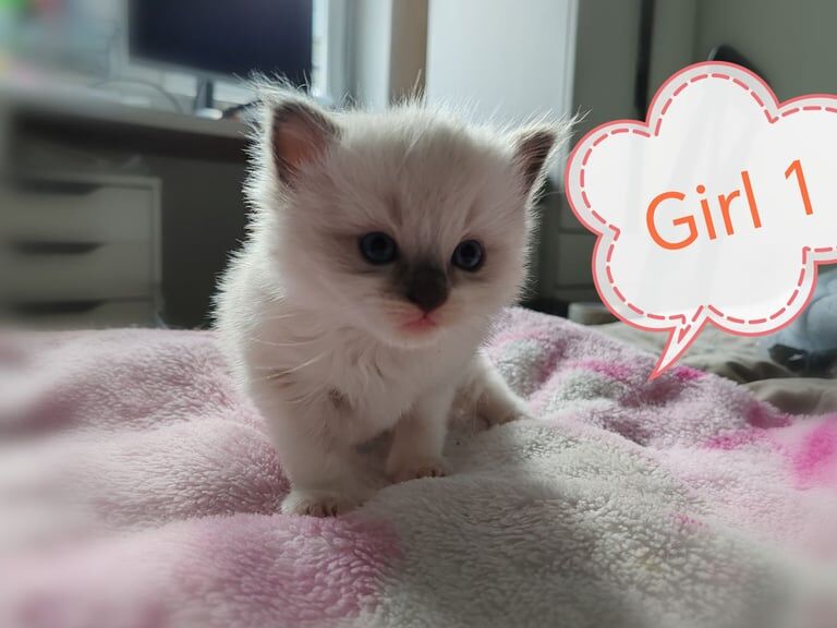 Ragdoll kittens - blue boy and two girls for sale in Aberdeen, City of Aberdeen | Image 3
