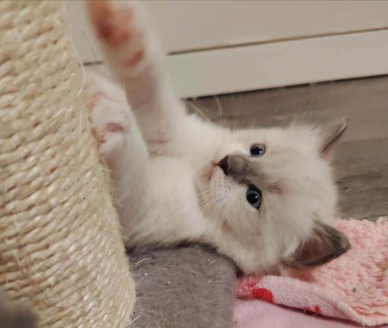 Ragdoll kittens for sale in Aberdeen – 5 weeks old