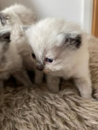 Ragdoll Kittens - Born Sunday 31st March for sale in Accrington, Lancashire