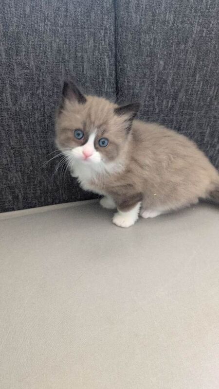 Ragdoll kittens boy and girl mink