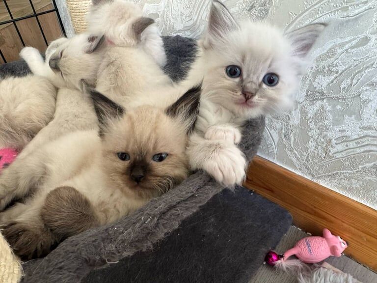Ragdoll kittens for sale in Dornoch, Sutherland