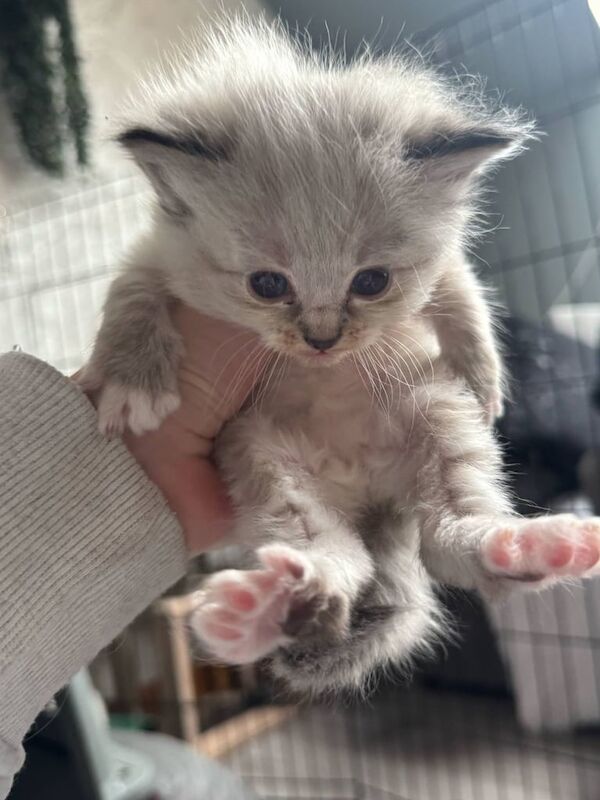 Ragdoll kittens for sale in Dornoch, Sutherland - Image 2