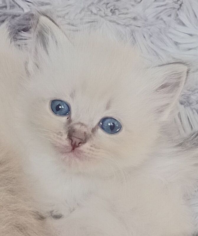 Ragdoll kittens for sale in Dornoch, Sutherland - Image 3