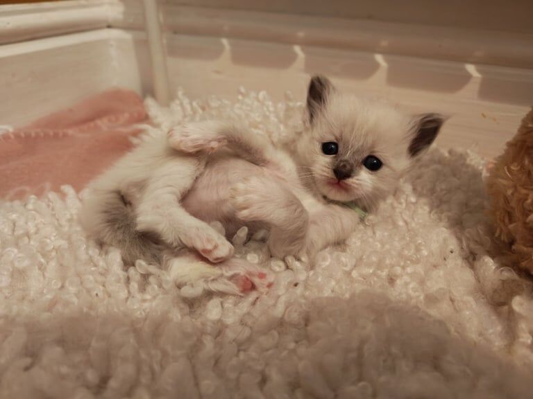 Ragdoll kittens for sale in Bournemouth, Dorset