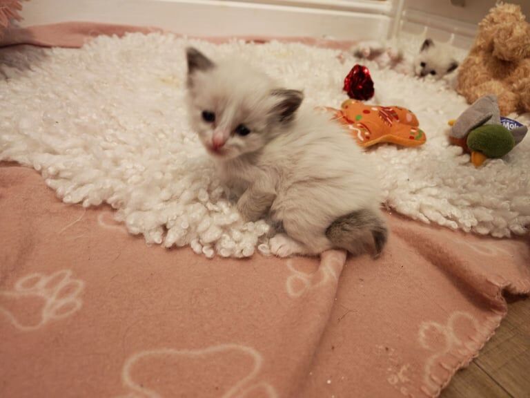 Ragdoll kittens for sale in Bournemouth, Dorset - Image 2
