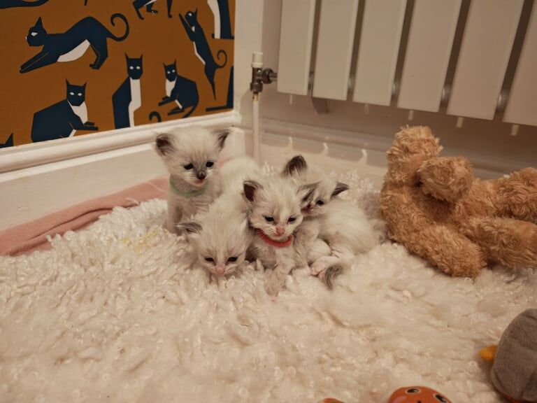 Ragdoll kittens for sale in Bournemouth, Dorset - Image 3