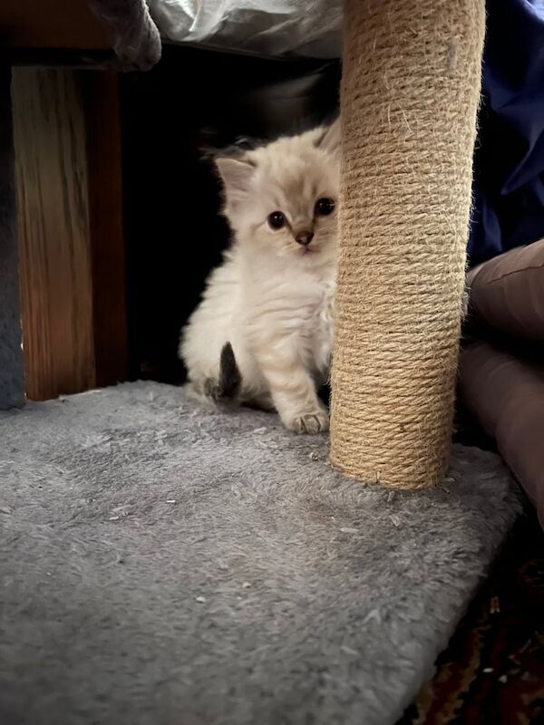 Ragdoll kittens for sale in Altrincham, Greater Manchester