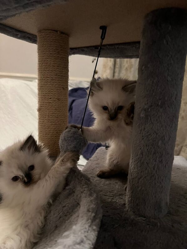 Ragdoll kittens for sale in Altrincham, Greater Manchester | Image 3