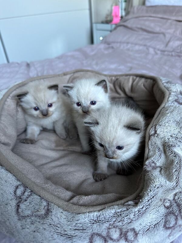 Ragdoll kittens for sale in Newcastle upon Tyne, Tyne and Wear