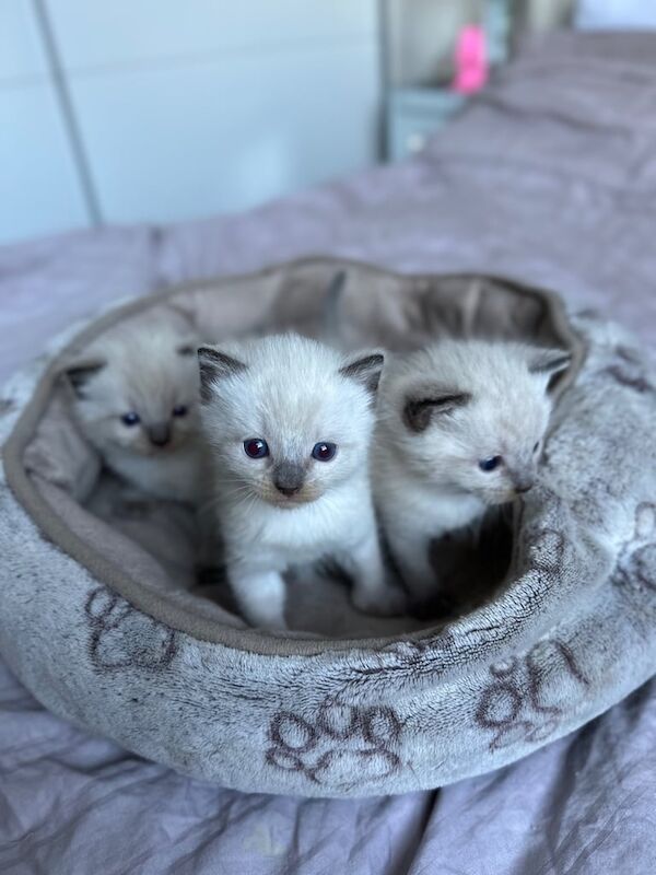Ragdoll kittens for sale in Newcastle upon Tyne, Tyne and Wear - Image 2