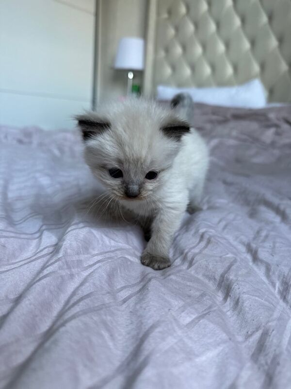 Ragdoll kittens for sale in Newcastle upon Tyne, Tyne and Wear - Image 3