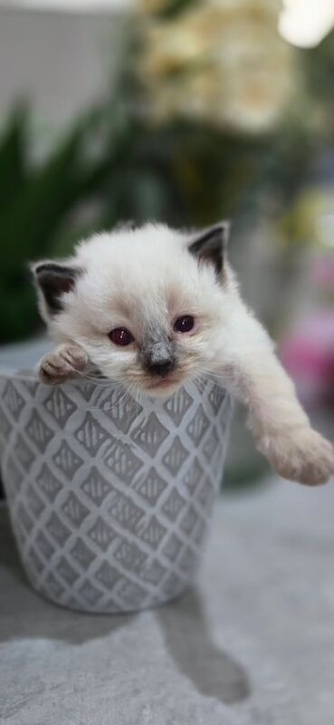 Ragdoll Kittens for sale in Batley, West Yorkshire