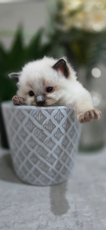 Ragdoll kittens for sale in Batley, West Yorkshire – 7 months old - Image 2 of 3