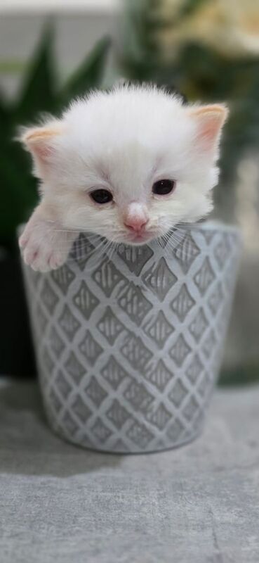 Ragdoll kittens for sale in Batley, West Yorkshire – 7 months old - Image 3 of 3