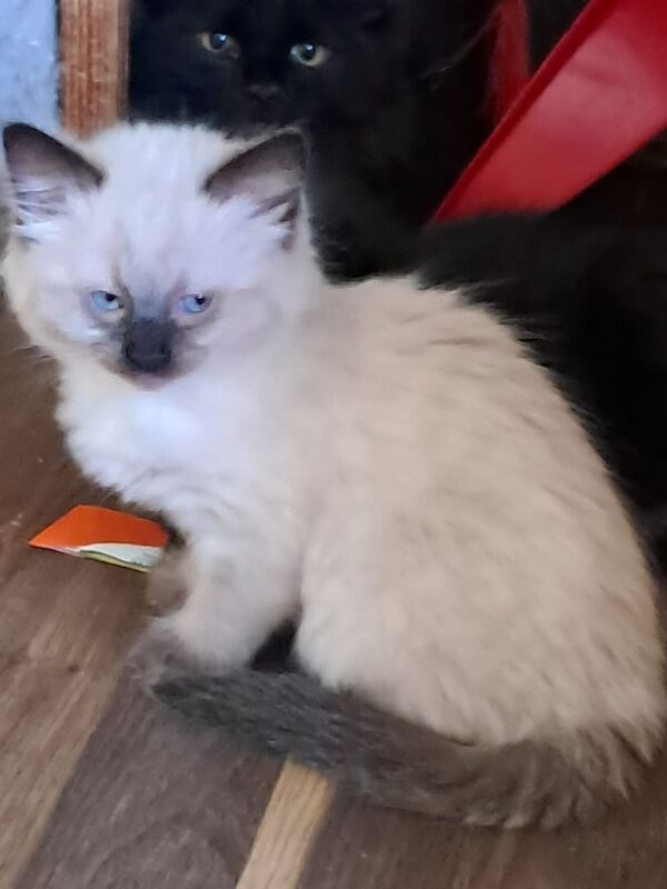 Ragdoll kittens for sale in Goring-by-Sea, West Sussex – 8 weeks old