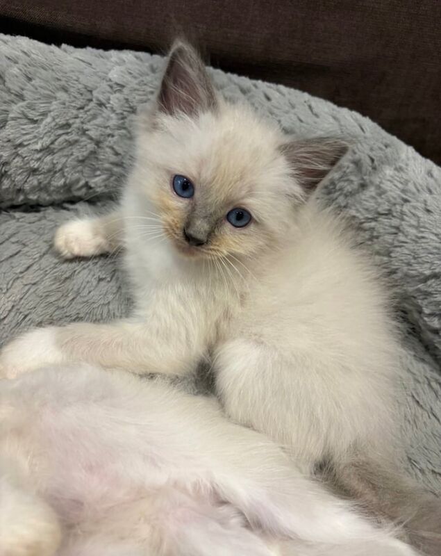 Ragdoll kittens for sale in Oldham, Greater Manchester – 7 weeks old