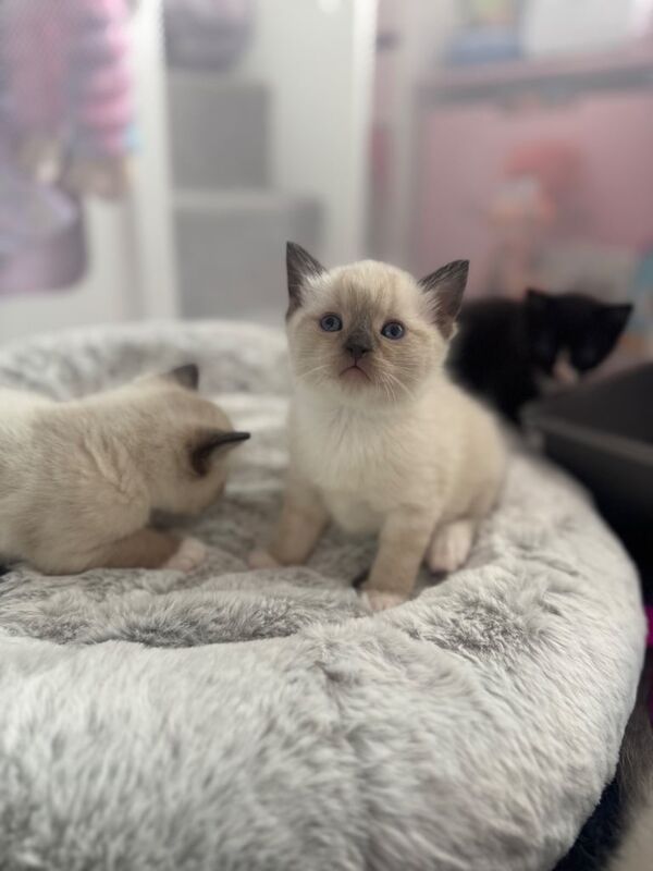 Ragdoll kittens for sale in Oldham, Greater Manchester – 7 weeks old - Image 2 of 3