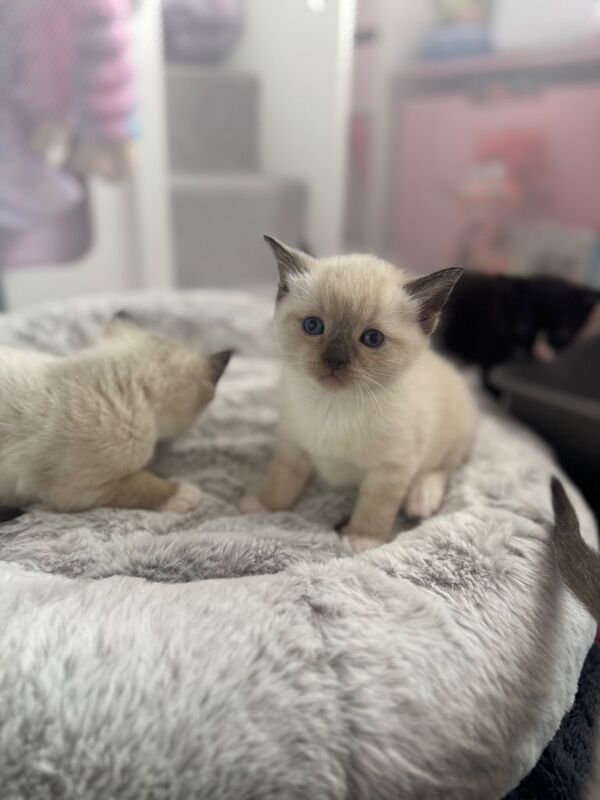 Ragdoll kittens for sale in Oldham, Greater Manchester – 7 weeks old - Image 3 of 3
