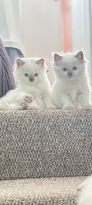 Ragdoll kittens for sale in Croydon, Greater London – 10 weeks old