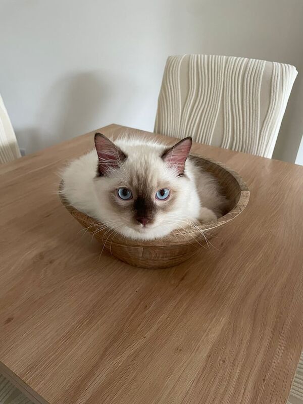 Ragdoll kittens for sale in Croydon, Greater London – 10 weeks old - Image 2 of 3