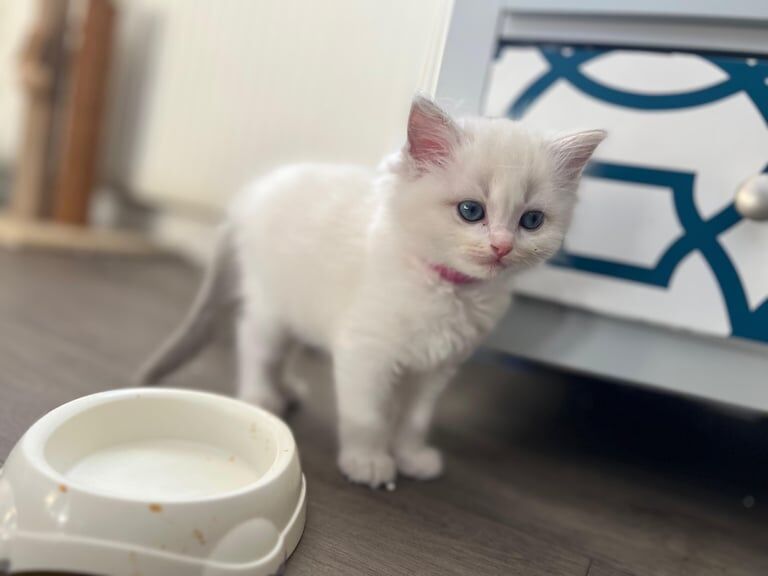 Ragdoll kittens for sale in Kitt's Green, West Midlands – 11 weeks old
