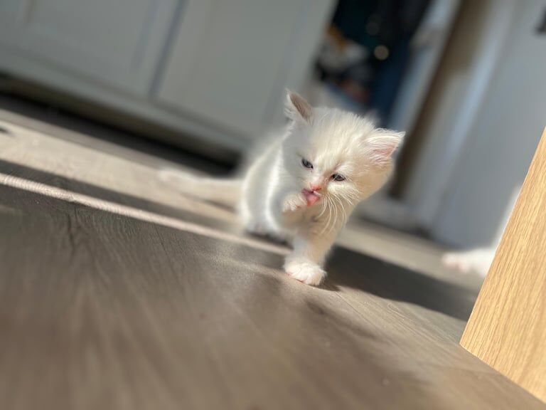 Ragdoll kittens for sale in Kitt's Green, West Midlands – 11 weeks old - Image 2 of 3