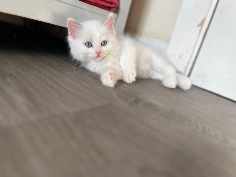 Ragdoll kittens for sale in Kitt's Green, West Midlands – 11 weeks old - Image 3 of 3