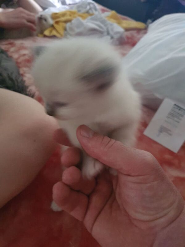 Ragdoll kittens for sale in Broughty Ferry, City of Dundee – 9 weeks old - Image 3 of 3