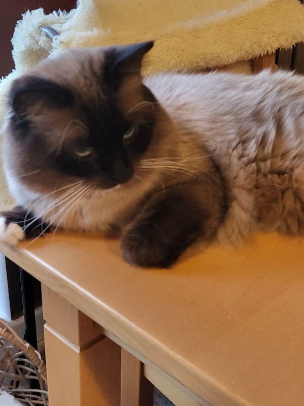 Ragdoll kittens for sale in Alloa, Clackmannan – 8 weeks old - Image 2 of 4