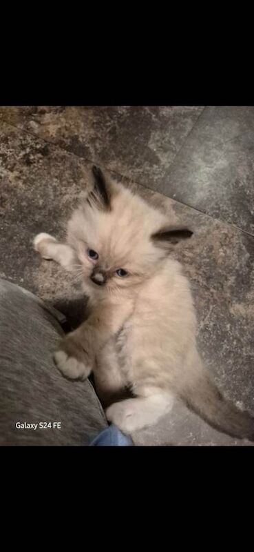 Ragdoll kittens for sale in Alloa, Clackmannan – 8 weeks old - Image 3 of 4