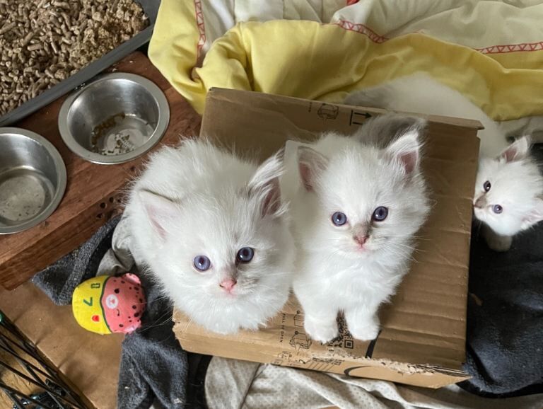 Ragdoll kittens for sale 2 girls and a boy
