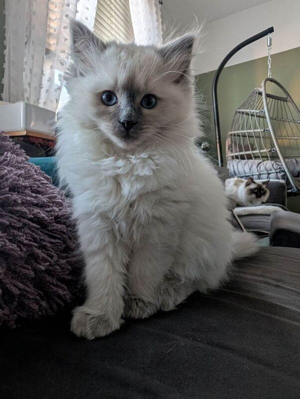Ragdoll Kittens For Sale
