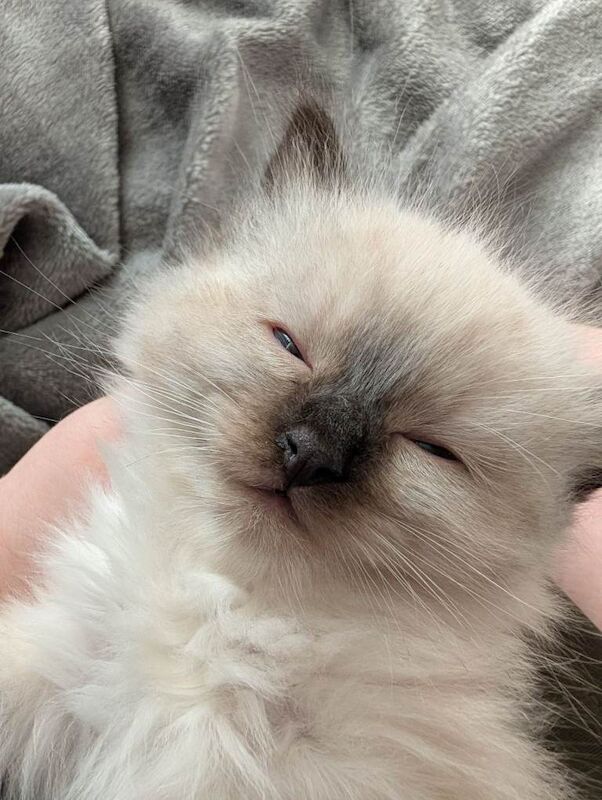 Ragdoll kittens for sale - Image 2 of 6