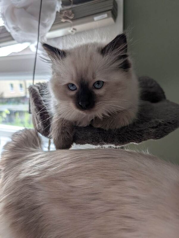 Ragdoll kittens for sale - Image 3 of 6