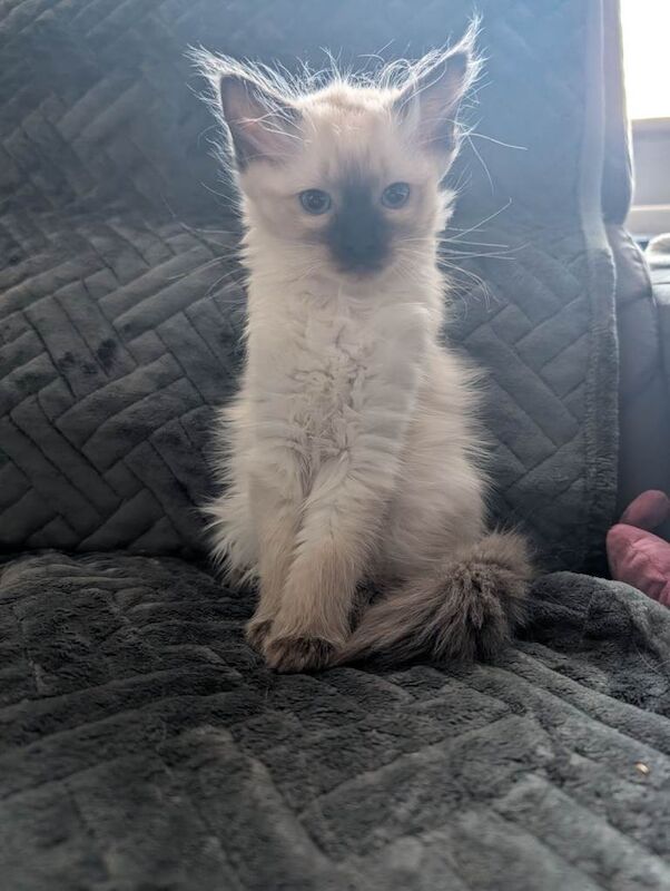 Ragdoll kittens for sale - Image 4 of 6