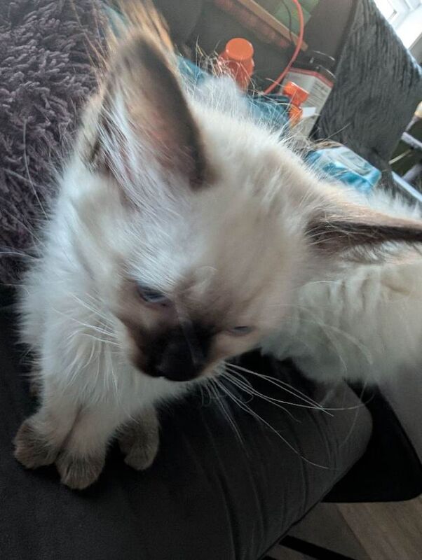 Ragdoll kittens for sale - Image 5 of 6