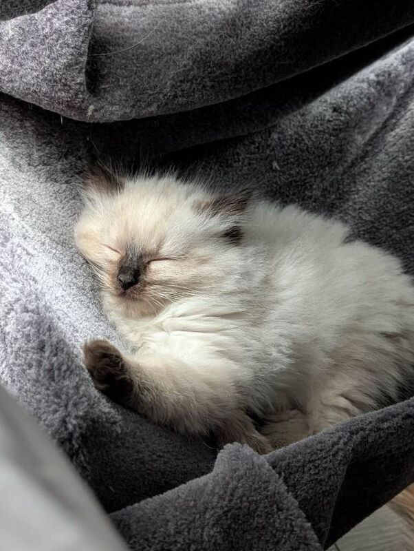 Ragdoll kittens for sale - Image 6 of 6