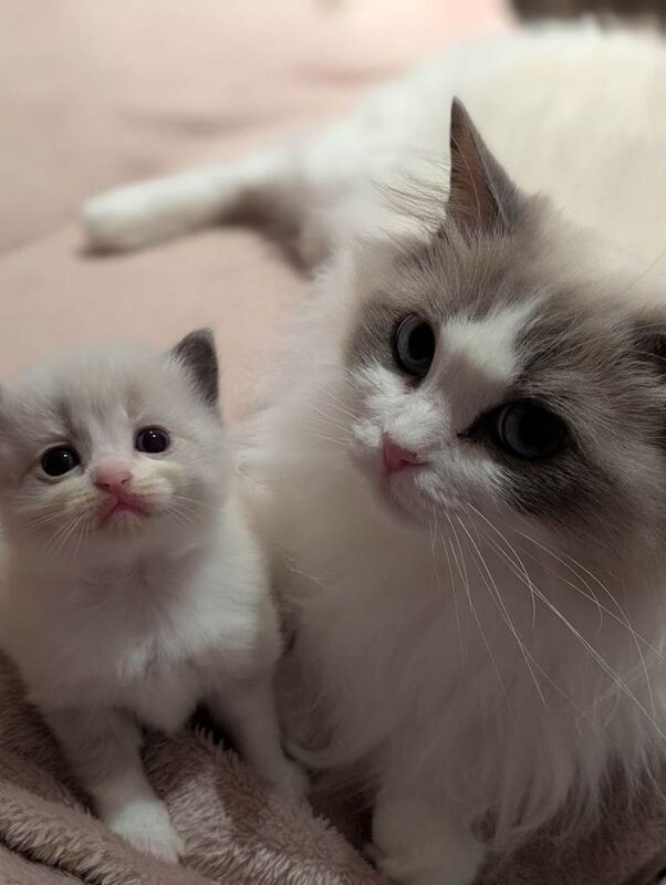 Ragdoll kittens for sale