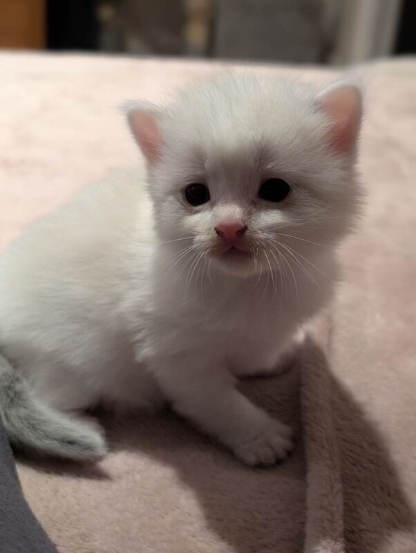 Ragdoll kittens for sale - Image 2 of 5