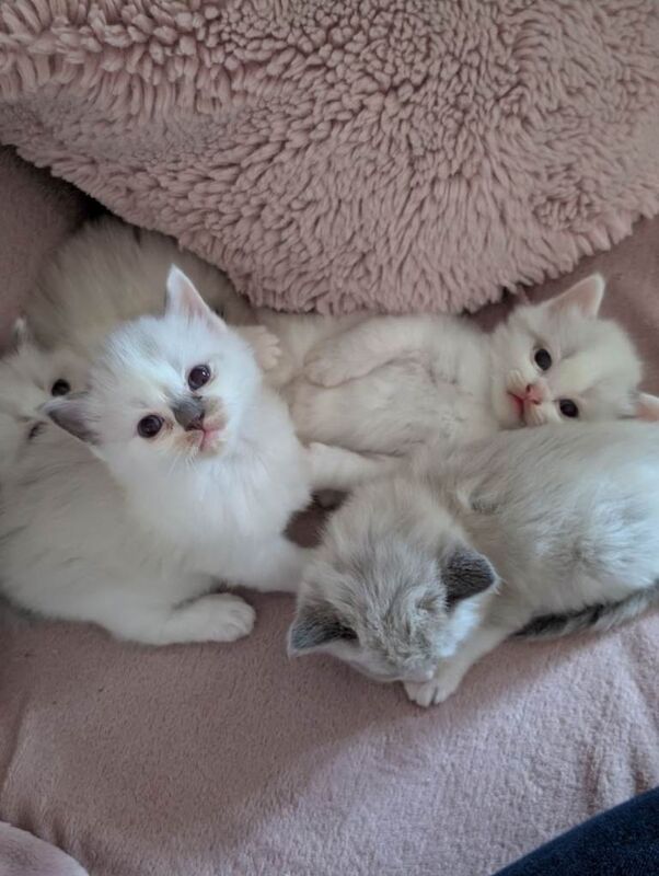 Ragdoll kittens for sale - Image 3 of 5