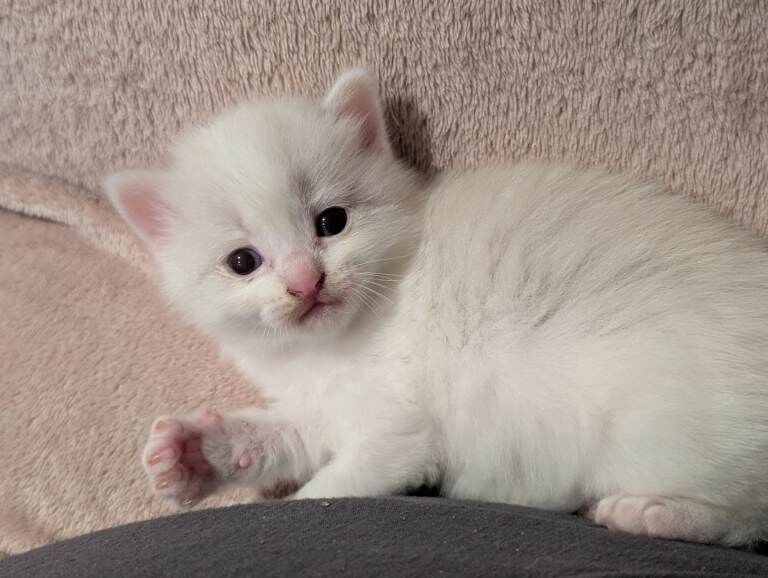 Ragdoll kittens for sale - Image 4 of 5