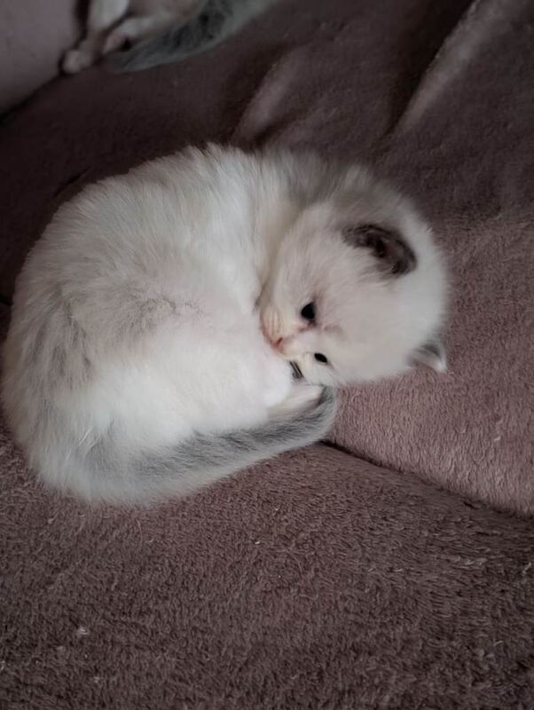 Ragdoll kittens for sale - Image 5 of 5